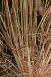 Densetuft hairsedge